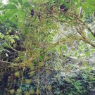 Schefflera pubigera UNIQUE TREE Seeds!
