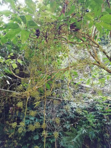 Schefflera pubigera UNIQUE TREE Seeds!