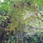 Schefflera pubigera UNIQUE TREE Seeds!