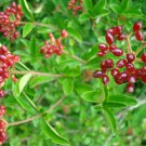 Viburnum foetidum EVERGREEN SHRUB Seeds!