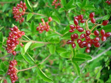 Viburnum foetidum EVERGREEN SHRUB Seeds!