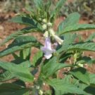 Sesamum indicum SESAME 10 Seeds!
