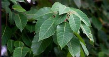 Sapium baccatum UNUSUAL TREE Seeds!