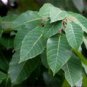Sapium baccatum UNUSUAL TREE Seeds!