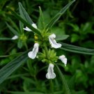 Leucas aspera THUMBAI 10 Seeds!
