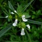 Leucas aspera THUMBAI 10 Seeds!