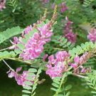 Indigofera tinctoria INDIGO 10 Seeds!