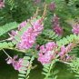 Indigofera tinctoria INDIGO 10 Seeds!