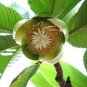 Dillenia indica ELEPHANT APPLE TREE Seeds!