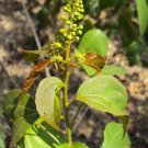 Croton tiglium PURGING CROTON TREE Seeds!