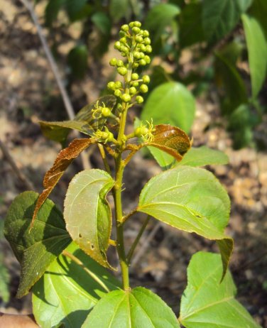 Croton tiglium PURGING CROTON TREE Seeds!
