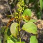 Croton tiglium PURGING CROTON TREE Seeds!