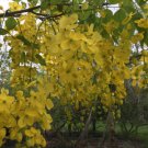 Cassia fistula GOLDEN SHOWER TREE golden yellow flowers SEEDS!