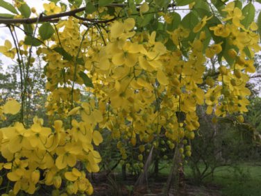 Cassia fistula GOLDEN SHOWER TREE golden yellow flowers SEEDS!