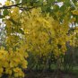 Cassia fistula GOLDEN SHOWER TREE golden yellow flowers SEEDS!