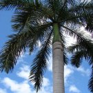 Roystonea regia ROYAL PALM Seeds!