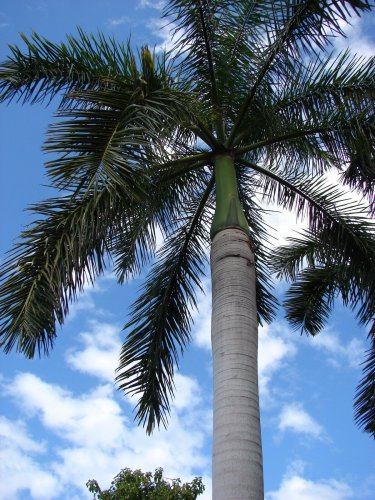 Roystonea regia ROYAL PALM Seeds!