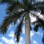 Roystonea regia ROYAL PALM Seeds!