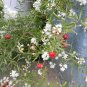 Asparagus racemosus SHATAVARI Herb Seeds!