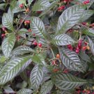 Psychotria nervosa WILD COFFEE - Very Glossy Exotic Foliage - 5 Seeds!