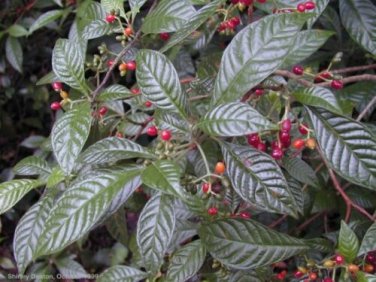Psychotria nervosa WILD COFFEE - Very Glossy Exotic Foliage - 5 Seeds!