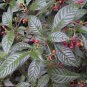 Psychotria nervosa WILD COFFEE - Very Glossy Exotic Foliage - 5 Seeds!