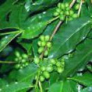 Coffee arabica COFFEE TREE Seeds!
