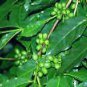Coffee arabica COFFEE TREE Seeds!