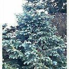 Cunninghamia lanceolata GLAUCA Blue China-Fir SEEDS!
