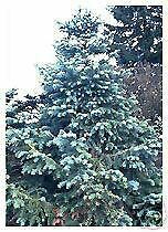 Cunninghamia lanceolata GLAUCA Blue China-Fir SEEDS!