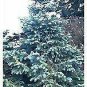 Cunninghamia lanceolata GLAUCA Blue China-Fir SEEDS!