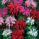 Monarda didyma PANORAMA MIX BEE BALM Perennial Seeds!