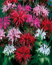 Monarda didyma PANORAMA MIX BEE BALM Perennial Seeds!