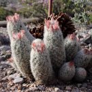 Escobaria orcuttii v koenigii Hardy Ball Cactus SEEDS!