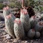 Escobaria orcuttii v koenigii Hardy Ball Cactus SEEDS!