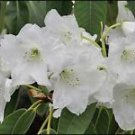 Rhododendron griffithianum RHODODENDRON Seeds!