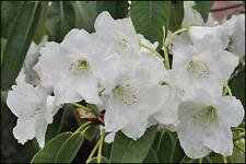 Rhododendron griffithianum RHODODENDRON Seeds!