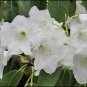 Rhododendron griffithianum RHODODENDRON Seeds!