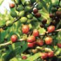 Coffea liberica LIBERIAN COFFEE Seeds!