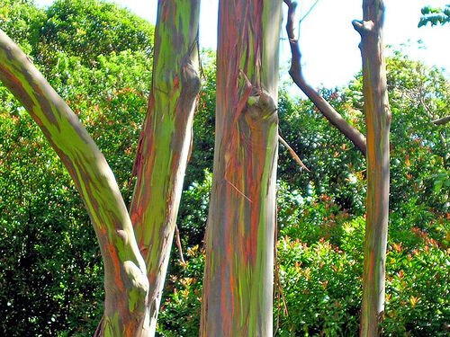 Eucalyptus deglupta RAINBOW EUCALYPTUS TREE SEEDS!