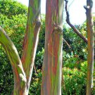 Eucalyptus deglupta RAINBOW EUCALYPTUS TREE SEEDS!