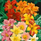 Hemerocallis Hybrid Mix HARDY DAYLILY Seeds!
