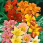 Hemerocallis Hybrid Mix HARDY DAYLILY Seeds!
