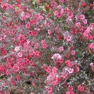 Leptospermum scoparium NEW ZEALAND TEA TREE Seeds!