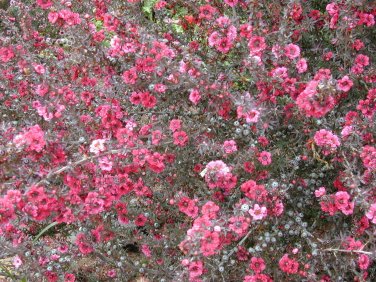 Leptospermum scoparium NEW ZEALAND TEA TREE Seeds!
