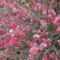 Leptospermum scoparium NEW ZEALAND TEA TREE Seeds!