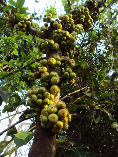 Ficus hispida UNIQUE TREE Exotic Seeds!