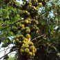 Ficus hispida UNIQUE TREE Exotic Seeds!