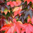 Parthenocissus tricuspidata BOSTON IVY VINE Seeds!