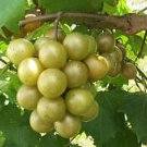 Vitis rotundifolia BRONZE MUSCADINE GRAPE Seeds!